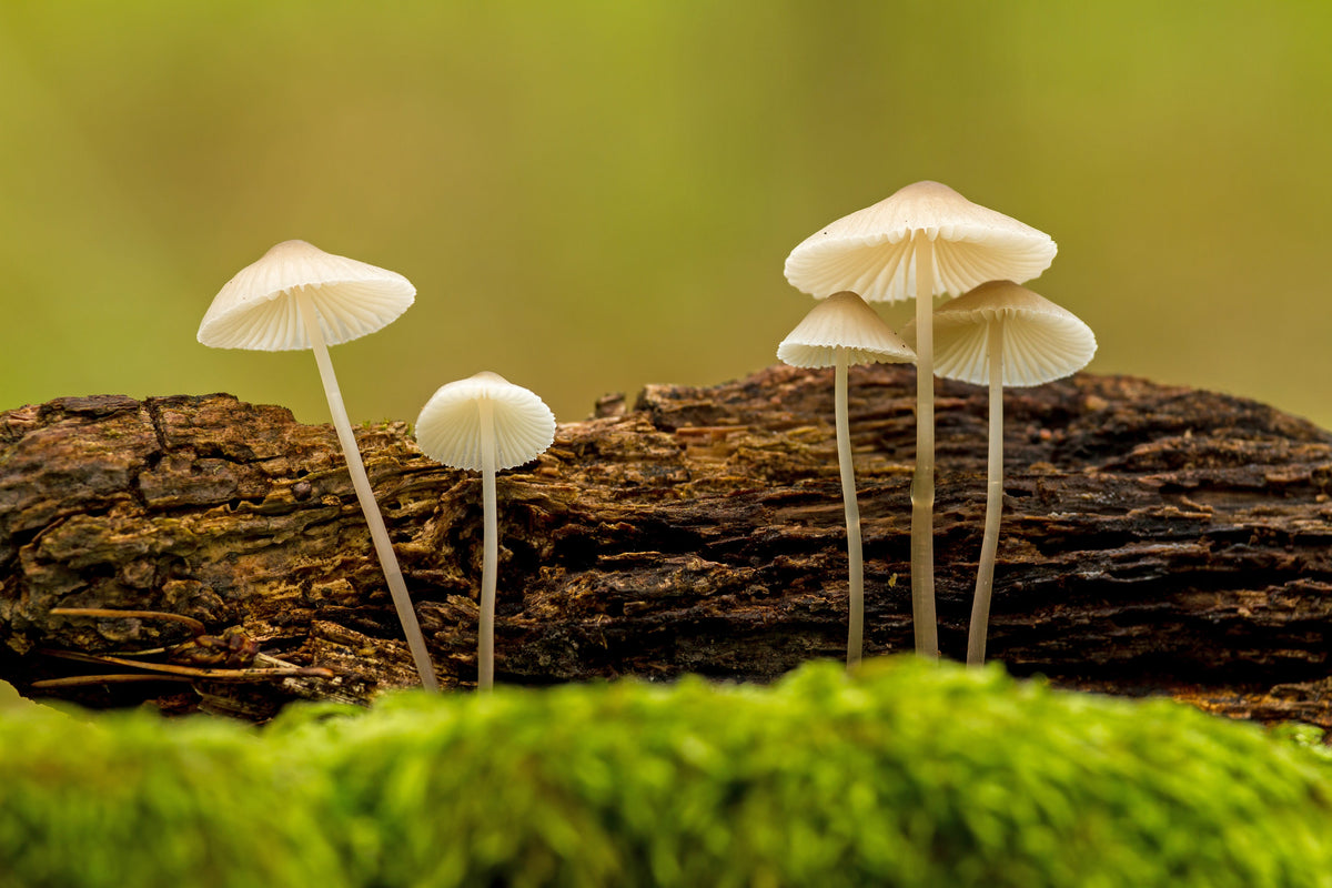 How Microdosing Mushrooms Can Help With Stress