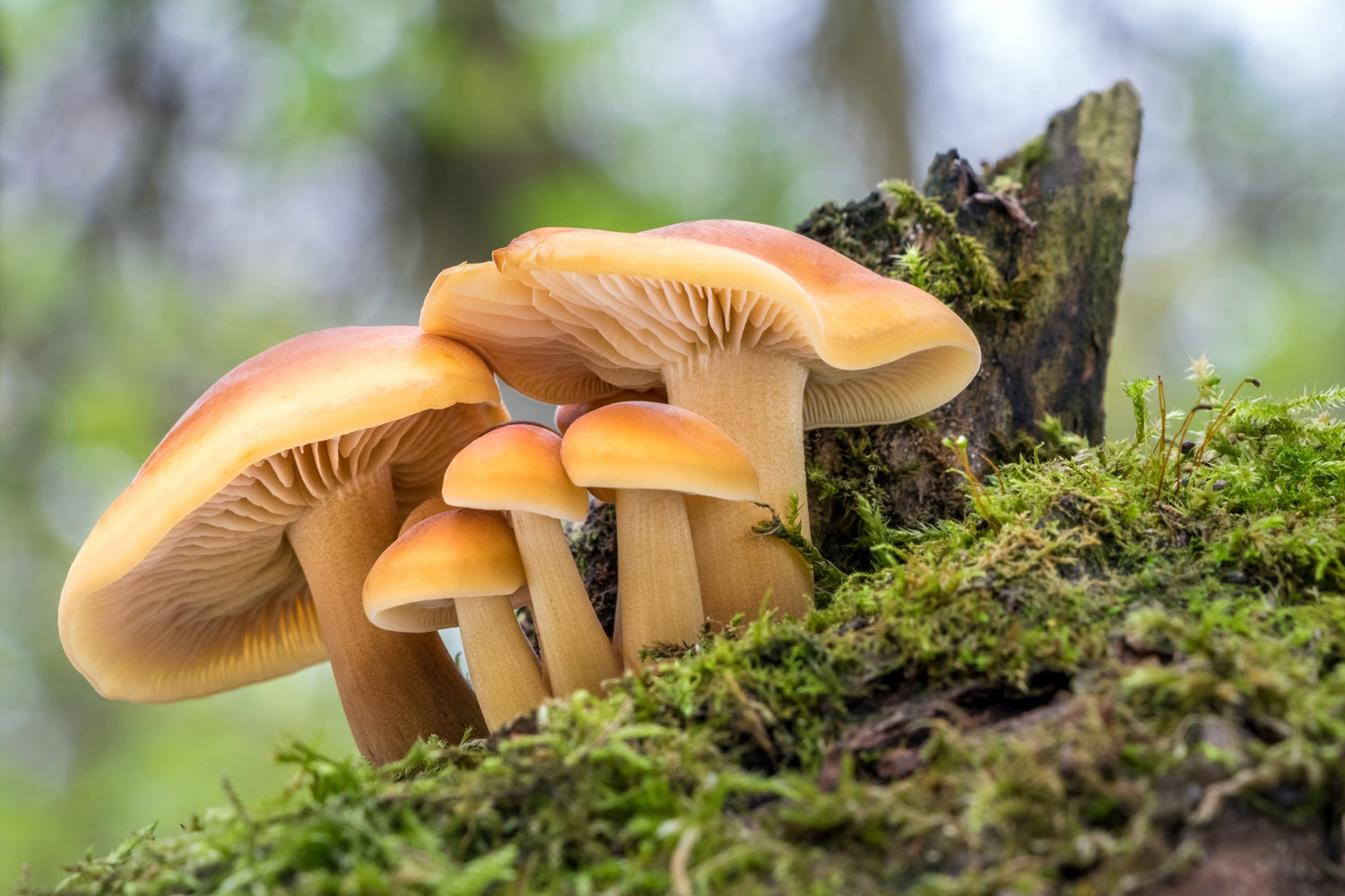 mushroom drink benefits